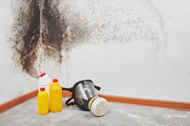 Best Mold Testing and Inspection Services in Cinco Ranch, TX