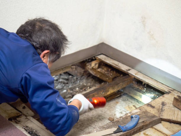 Best White Mold Remediation in Cinco Ranch, TX