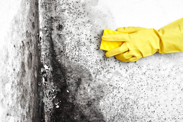 Best Residential Mold Remediation in Cinco Ranch, TX