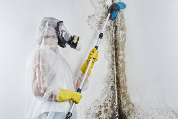 Best Commercial Mold Remediation in Cinco Ranch, TX