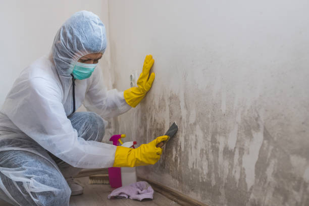 Best Basement Mold Remediation in Cinco Ranch, TX