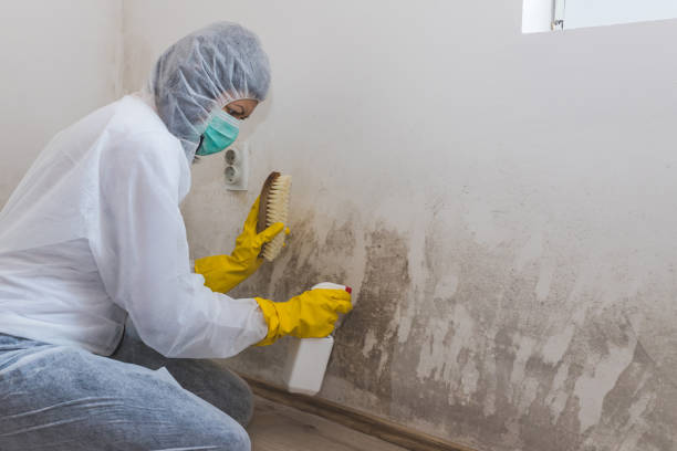 Best Attic Mold Remediation in Cinco Ranch, TX