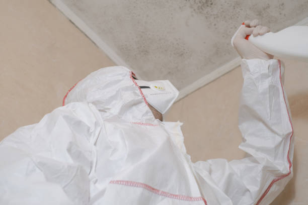 Best White Mold Remediation in Cinco Ranch, TX