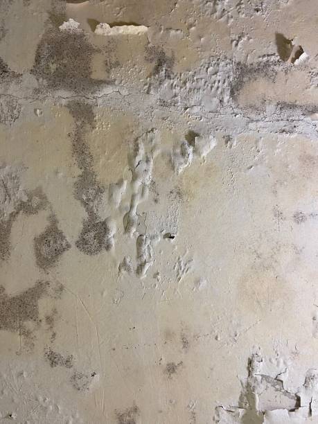 Cinco Ranch, TX Mold Remediation Company