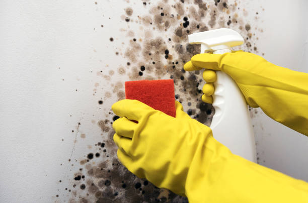 Best Kitchen Mold Remediation in Cinco Ranch, TX
