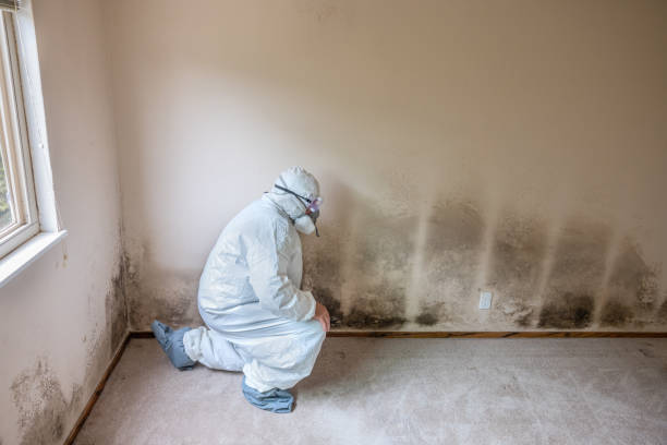 Best Bathroom Mold Remediation in Cinco Ranch, TX