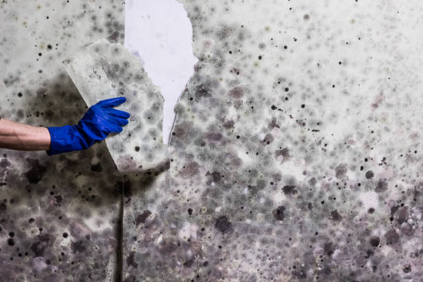 Best Post-Flood Mold Remediation in Cinco Ranch, TX